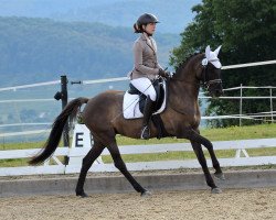 Dressurpferd Don't Touch Her (Deutsches Reitpony, 2009, von Fs Dr Watson)