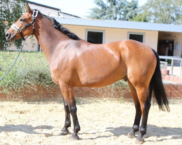 Pferd Volvi (Deutsches Reitpony, 1999, von Dressman)