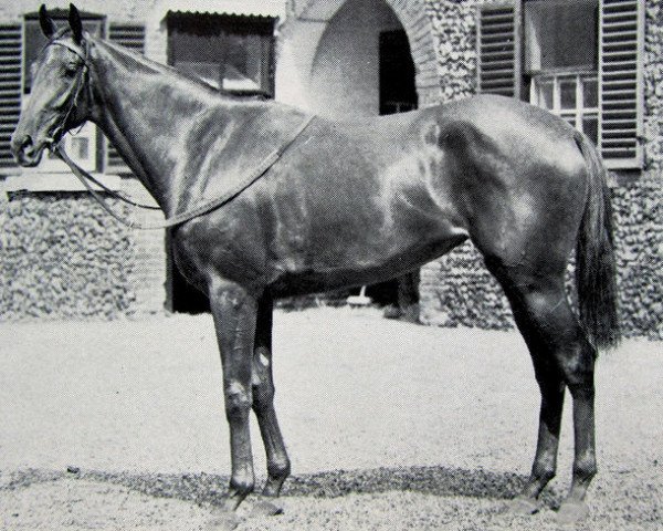broodmare Vineyard xx (Thoroughbred, 1946, from Nearco xx)
