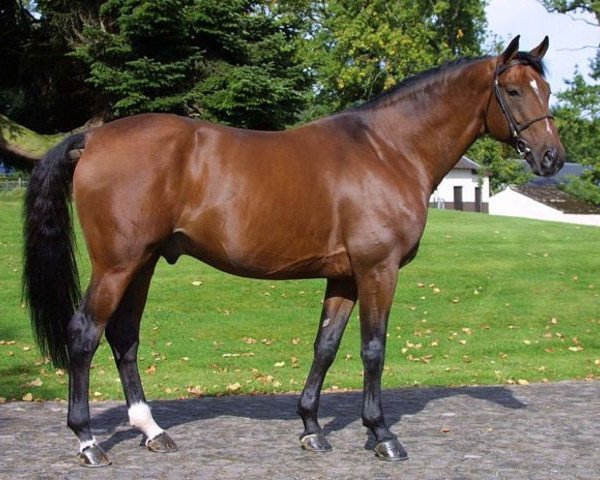stallion Eclair des Bois (Selle Français, 1992, from Papillon Rouge)