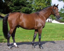 stallion Eclair des Bois (Selle Français, 1992, from Papillon Rouge)