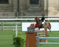 jumper Tabatha de La Folie (Selle Français, 2007, from Opium de Talma)