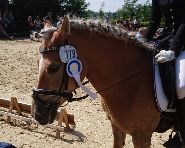 dressage horse Lisan (Haflinger, 2005)