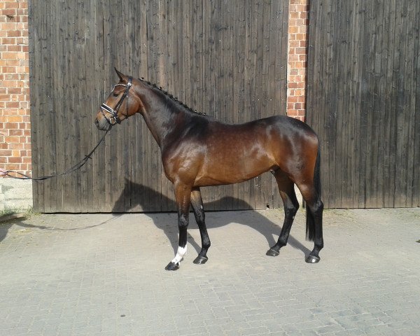 Dressurpferd Fabricio 29 (Hannoveraner, 2012, von Fürst Nymphenburg)