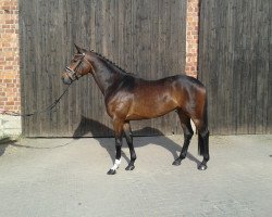 dressage horse Fabricio 29 (Hanoverian, 2012, from Fürst Nymphenburg)