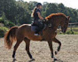 jumper Tabasco D'Armor (Selle Français, 2007, from Kannan)