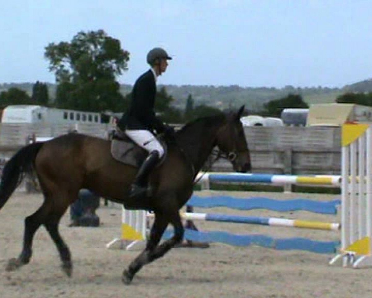 broodmare Phrane Du Bechet (Selle Français, 2003, from First de Launay)