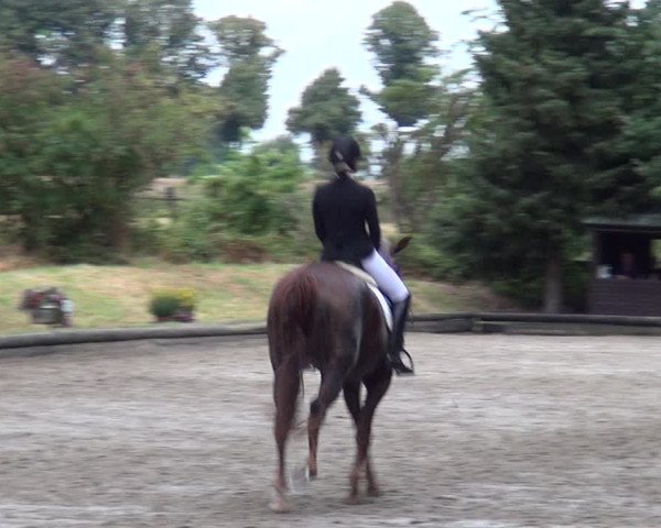 Reitturnier Datteln 2019