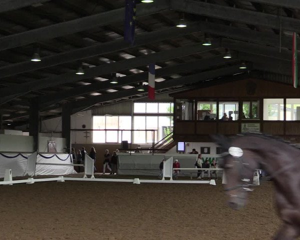 Reitturnier Münster-Albachten 2019
