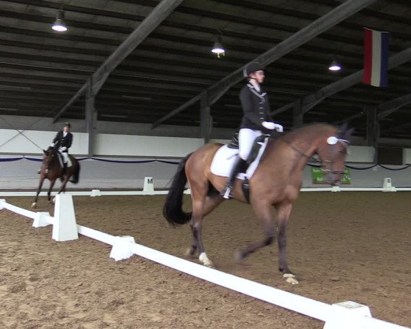 Reitturnier Münster-Albachten 2019