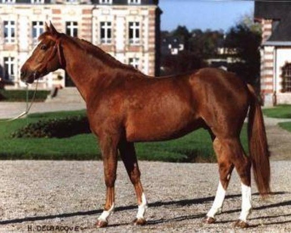 Deckhengst Kildare du Carel (Selle Français, 1998, von Cabdula du Tillard)