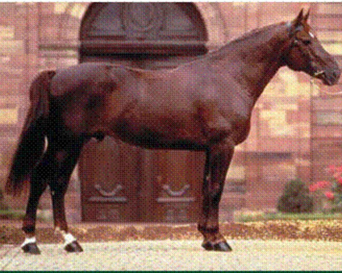 stallion Baladin d'Amour (Selle Français, 1989, from Rosire)