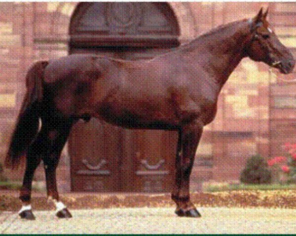 stallion Baladin d'Amour (Selle Français, 1989, from Rosire)