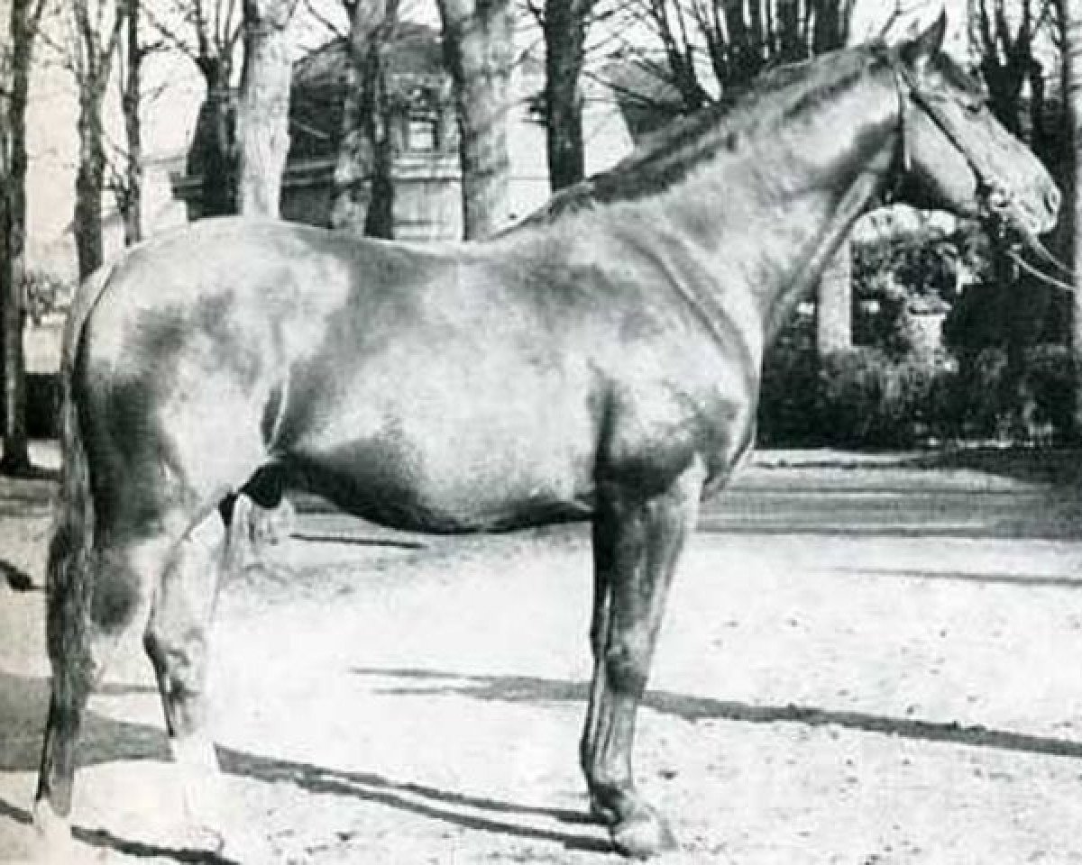 stallion Kalmiste (Selle Français, 1954, from Rantzau xx)