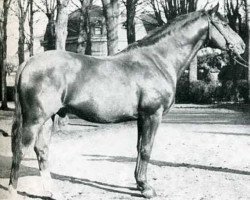 stallion Kalmiste (Selle Français, 1954, from Rantzau xx)