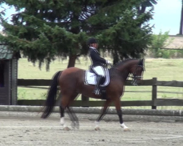Reitturnier Datteln 2019