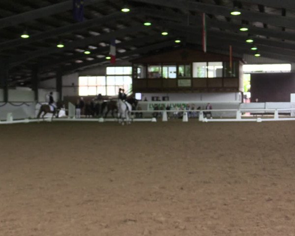 Reitturnier Münster-Albachten 2019