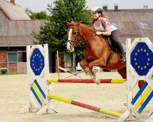 broodmare Fanta (Oldenburg show jumper, 1996, from Fabulus)
