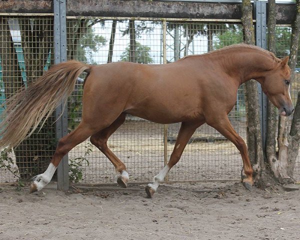 stallion Kaiserbach's Vancouver (Welsh-Pony (Section B), 2014, from Cadlanvalley Valient)