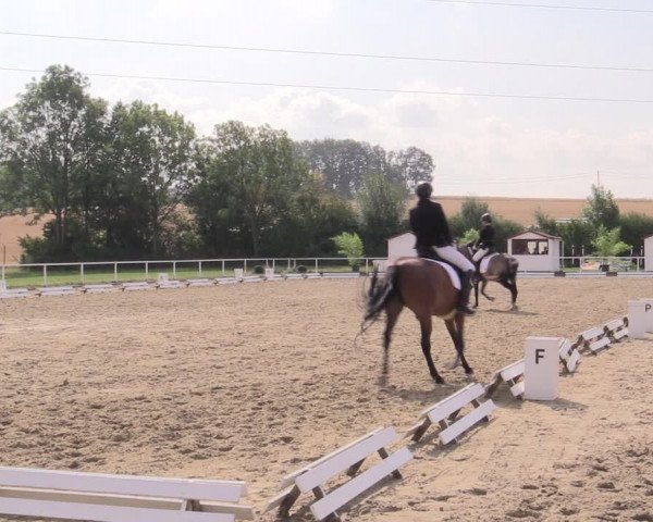Reitturnier Menden 2019