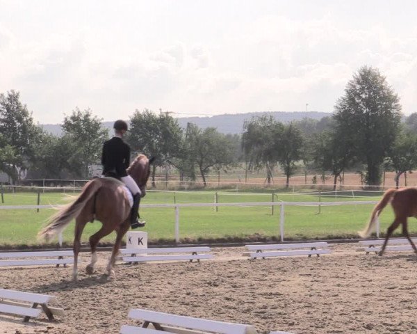 Reitturnier Menden 2019