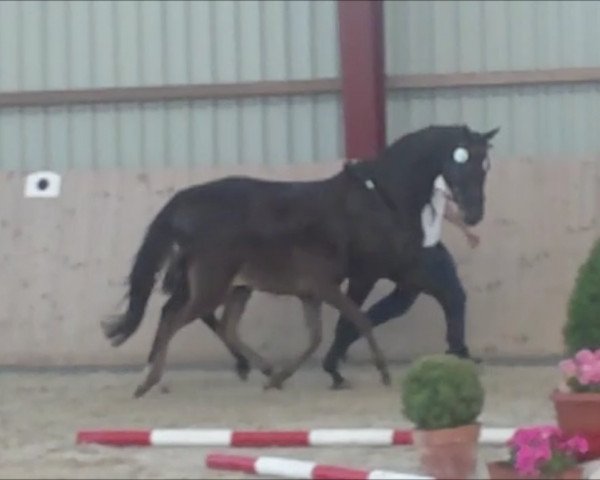 Zuchtstute Santana (Oldenburger, 2008, von Sterling Hit)