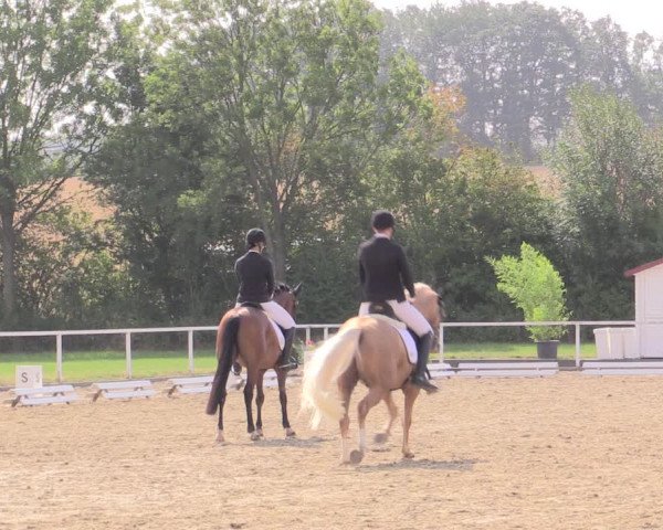 Reitturnier Menden 2019