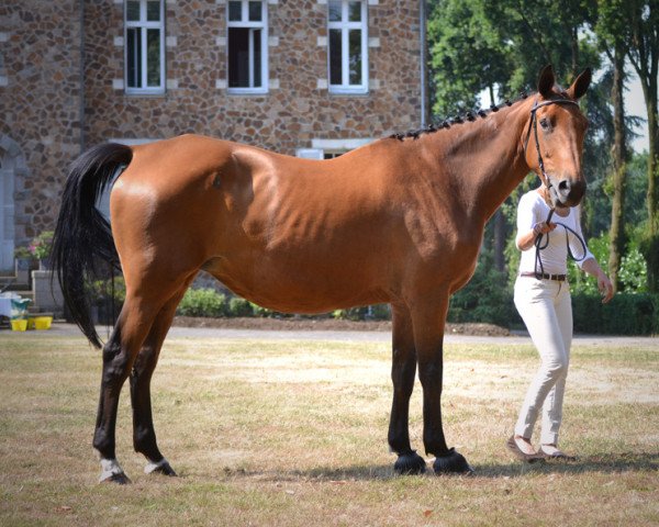 broodmare Rose de la Loge (Selle Français, 2005, from Ideal de La Loge)