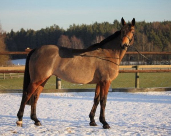 broodmare Tsarina de la Loge (Selle Français, 2007, from Ideal de La Loge)