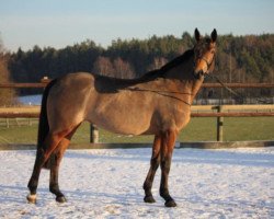 broodmare Tsarina de la Loge (Selle Français, 2007, from Ideal de La Loge)