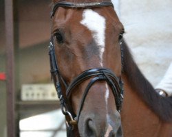 jumper Don Carlos 182 (Hanoverian, 2006, from Dauphin)
