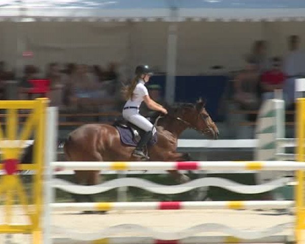 horse Uracca Sauvage (Selle Français, 2008, from Ivanohe Sauvage) horse Uracca Sauvage (Selle Français, 2008, from Ivanohe Sauvage)