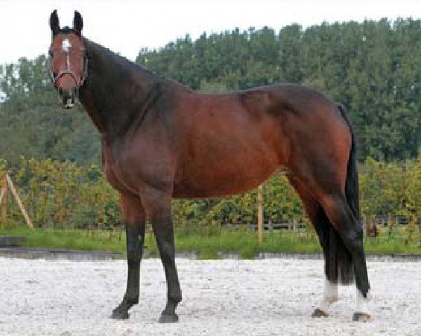 broodmare Sophia d'Auvray (KWPN (Royal Dutch Sporthorse), 1999, from Toulon)
