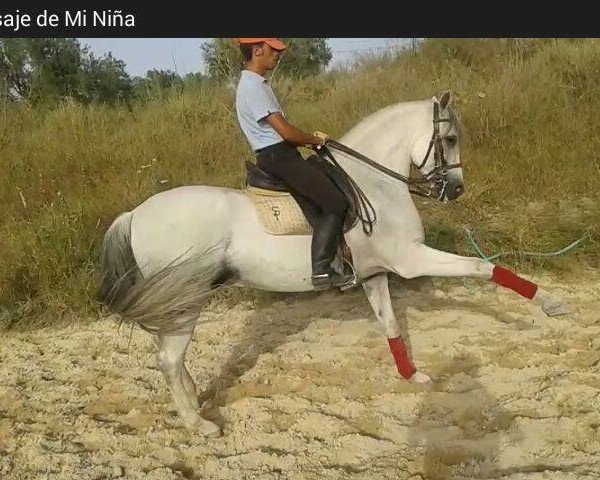 Springpferd Prestige (Pura Raza Espanola (PRE), 2003, von Principal Dream)