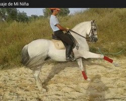 jumper Prestige (Pura Raza Espanola (PRE), 2003, from Principal Dream)