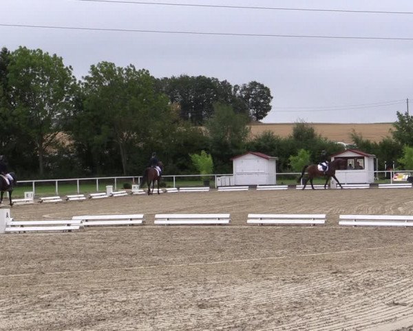 Reitturnier Menden 2019