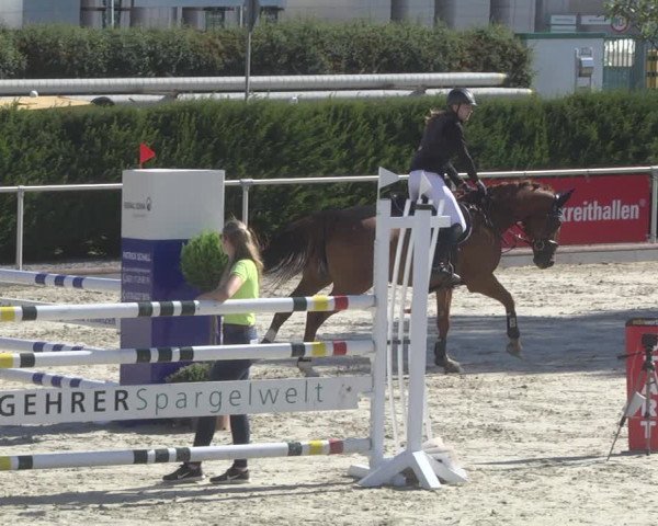 Reitturnier Durmersheim-Hardt 2019