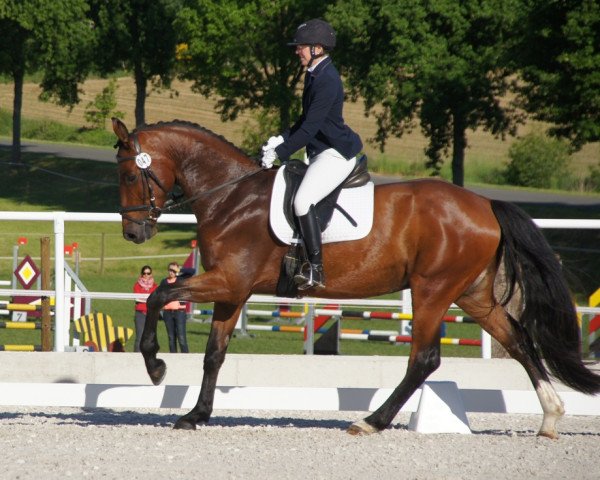 dressage horse Christobal 25 (Bavarian, 2010, from Christ)