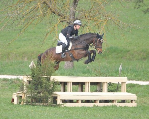 Springpferd Chiara Bella 3 (Bayer, 2010, von Acordelli)