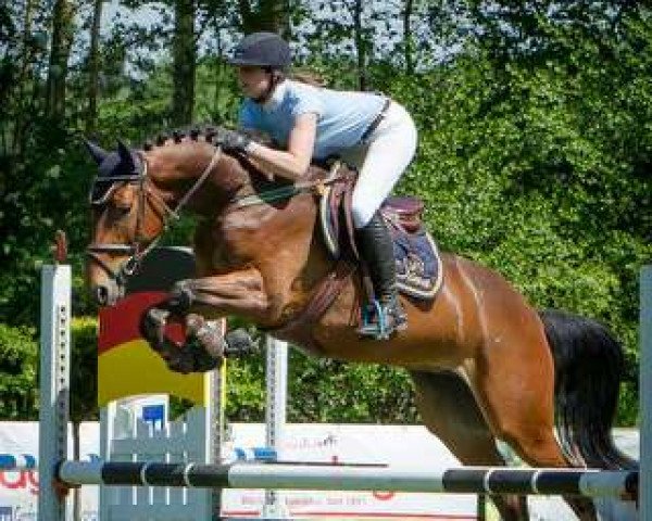 Springpferd Ally 22 (Westfale, 2011, von Albatros 86)