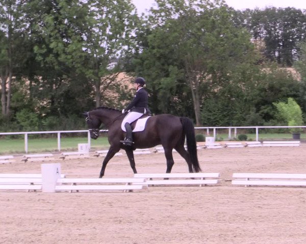 Reitturnier Menden 2019