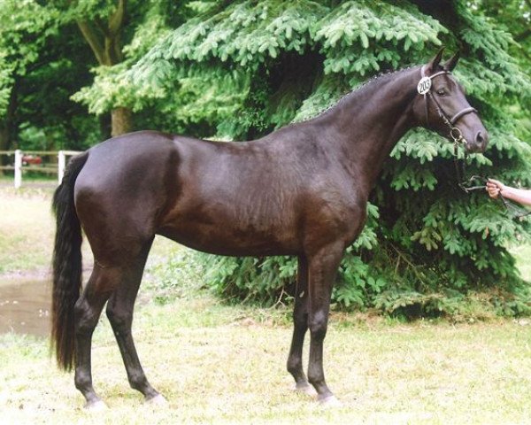 horse Farah Carolina (Trakehner, 2003, from K2 T)