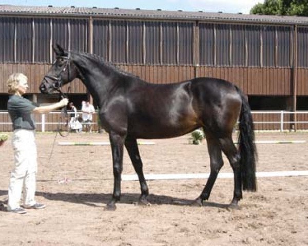 Zuchtstute Arriba 22 (Zweibrücker, 2006, von Acordelli)