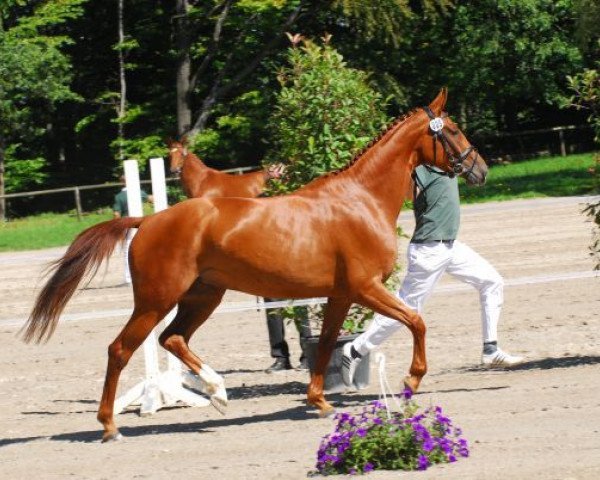 broodmare Whispery (Zweibrücken, 2007, from Wolkenstürmer)