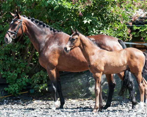 broodmare Esmeralda (Zweibrücken, 2007, from Escudeur)