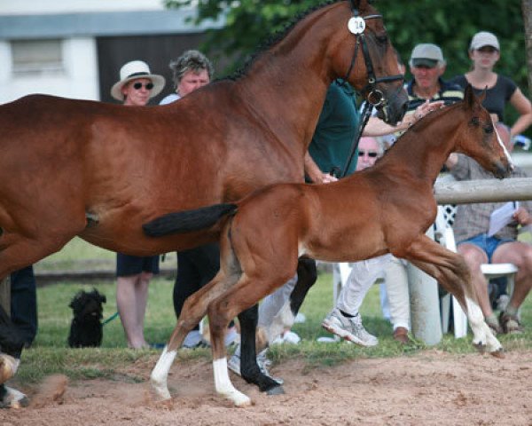 broodmare Gazelle (Zweibrücken, 1985, from Germanist xx)