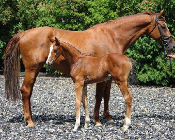 Zuchtstute Chaluna (Zweibrücker, 2008, von Ciacomo)