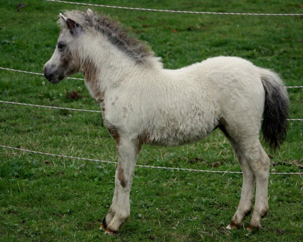 horse Amarula vom Olendiek (Dt.Part-bred Shetland pony, 2016, from Few Spot) horse Amarula vom Olendiek (Dt.Part-bred Shetland pony, 2016, from Few Spot)