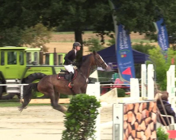 Reitturnier Menden 2019