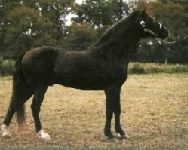 stallion Kilburns Chocolate Sundown (Rocky Mountain Horse, , from Tobe) stallion Kilburns Chocolate Sundown (Rocky Mountain Horse, , from Tobe)